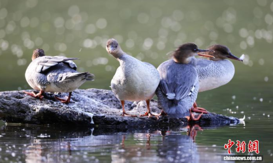 ���A��ɳ�����ԁ����w��ˮ��ʯ�^����Ϣ�����w��� �z