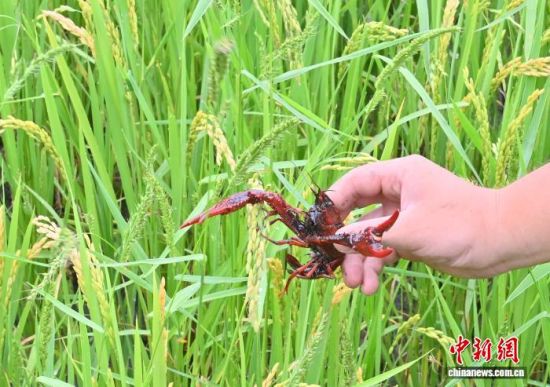 �ڼ���ʡ��ͨ�h�������ˆT�ɹ����������m��(y��ng)�������حh(hu��n)����С���r������(chu��ng)��̽���������B(y��ng)ֳ�rз��ģʽ��(�Y�ψD) ���� �z