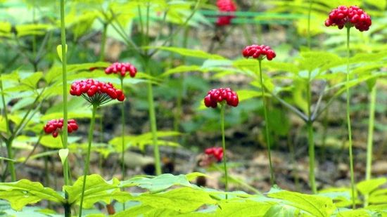 �����J(r��n)�C�����D�˅������ء���Ȧ